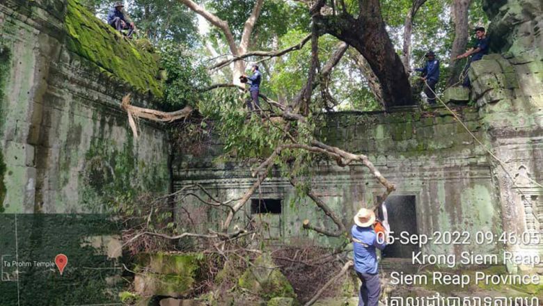 ana_staff_trim_branches_from_a_tree_near_ta_prohm_temple_in_2022._ana