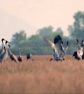 30_1_2024_cranes_in_the_anlung_pring_protected_landscape_at_boeung_sala_kang_tbong_commune_in_kampot_province_s_kampong_trach_district_on_january_15_moe