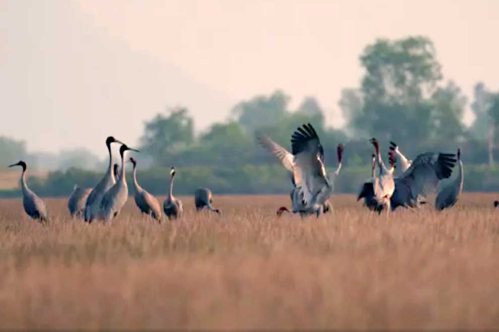 30_1_2024_cranes_in_the_anlung_pring_protected_landscape_at_boeung_sala_kang_tbong_commune_in_kampot_province_s_kampong_trach_district_on_january_15_moe