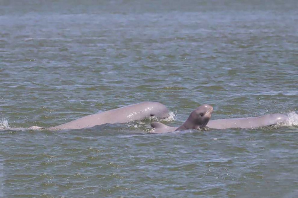 10_3_2024_a_newborn_dolphin_swims_with_its_mother_in_anlong_kampi_kratie_province_on_february_11_agriculture_ministry