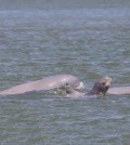 10_3_2024_a_newborn_dolphin_swims_with_its_mother_in_anlong_kampi_kratie_province_on_february_11_agriculture_ministry