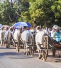 4_3_2024_tourists_ride_traditional_ox_carts_to_visit_the_300_year_old_wat_po_rukkharam_hong_menea