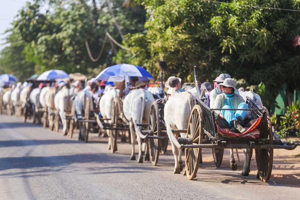 4_3_2024_tourists_ride_traditional_ox_carts_to_visit_the_300_year_old_wat_po_rukkharam_hong_menea