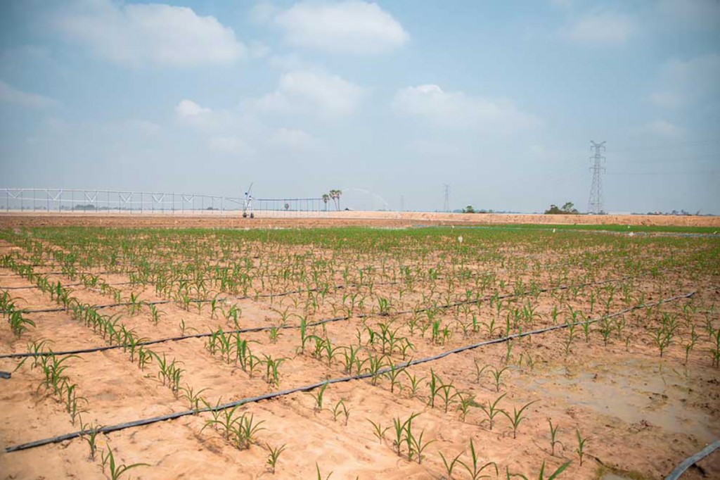 27_3_2024_the_australia_cambodia_joint_smart_corn_farm_in_siem_reap_province_s_prasat_bakong_district_was_inaugurated_on_march_25_sr_admin