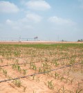27_3_2024_the_australia_cambodia_joint_smart_corn_farm_in_siem_reap_province_s_prasat_bakong_district_was_inaugurated_on_march_25_sr_admin