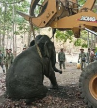 Elephant-rescued-after-breaking-leg