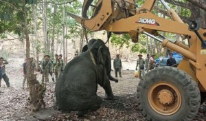 Elephant-rescued-after-breaking-leg