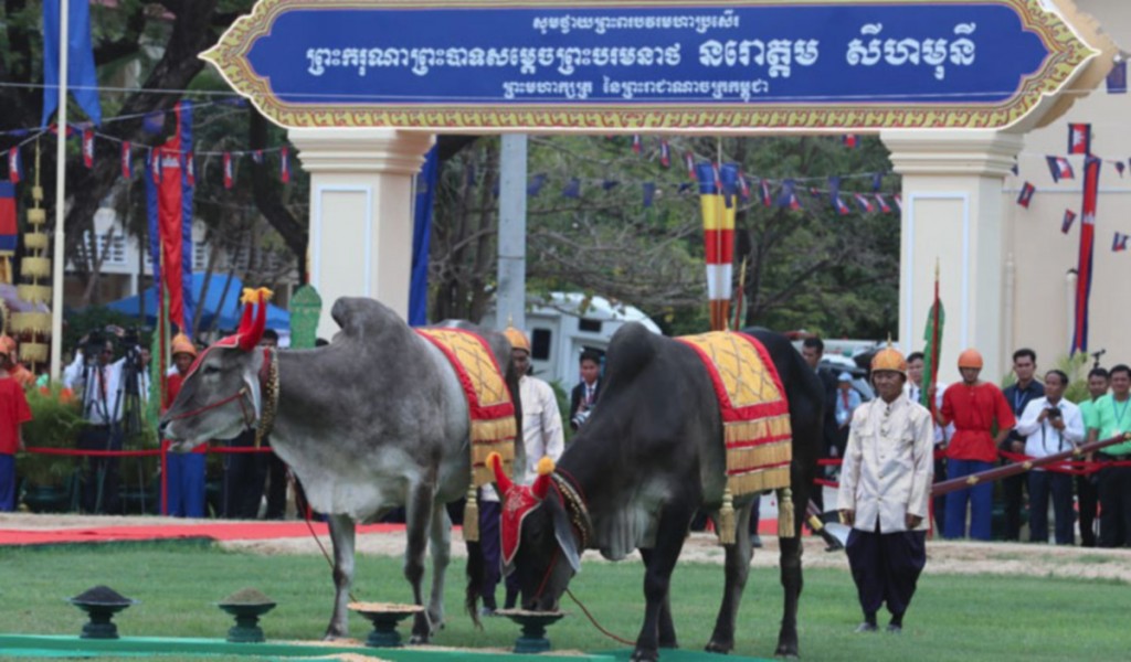 Royal-Plowing-Ceremony-predicts-high-yields-for-rice-corn-and-soybeans