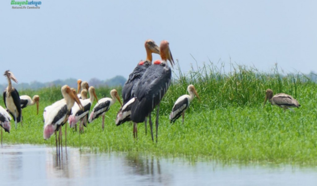 birds