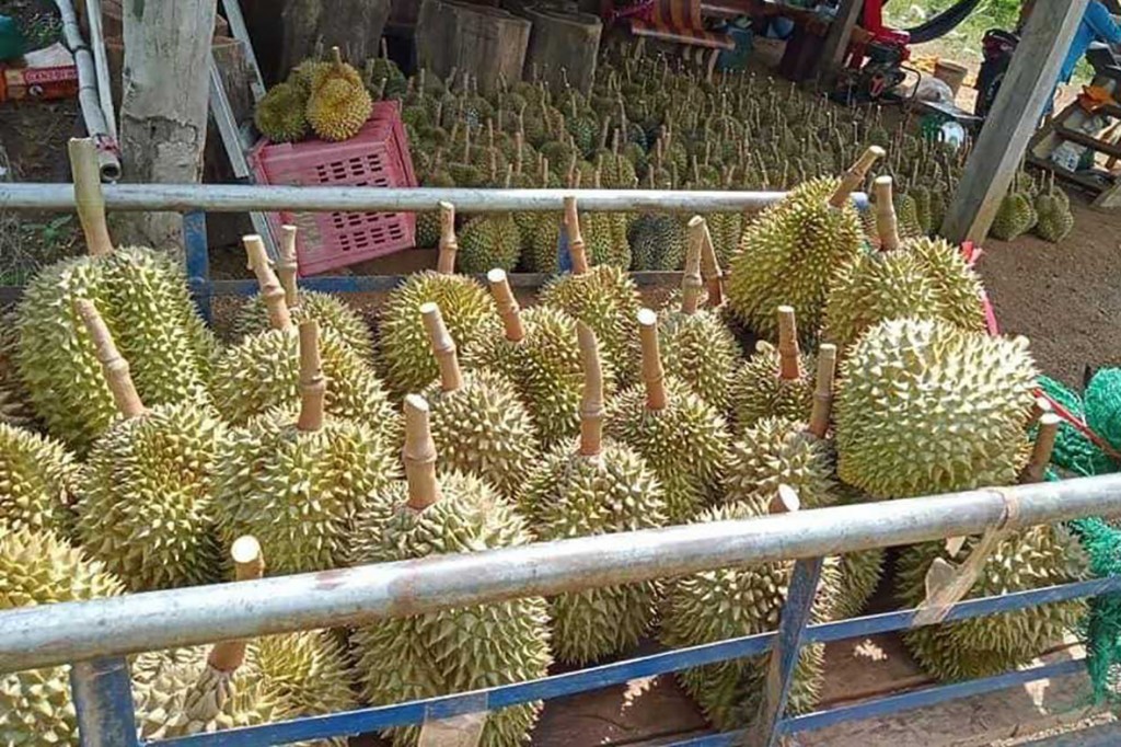 21_6_2024_durian_collected_from_farms_in_battambang_provinces_samlot_district_supplied