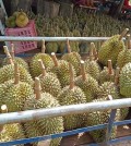 21_6_2024_durian_collected_from_farms_in_battambang_provinces_samlot_district_supplied