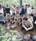 ▲ 현지에서 왕가거북으로 알려진 멸종위기종 남방강거북(Batagur affinis) 20마리가 7월 19일 자연으로 방사됐다.