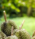 Durian pits that the gardeners cut down from the tree before bei