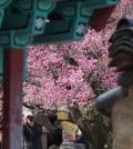 담장 밖 봄 도착