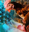 bird-flu28087