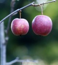 #1056 1p L1130555