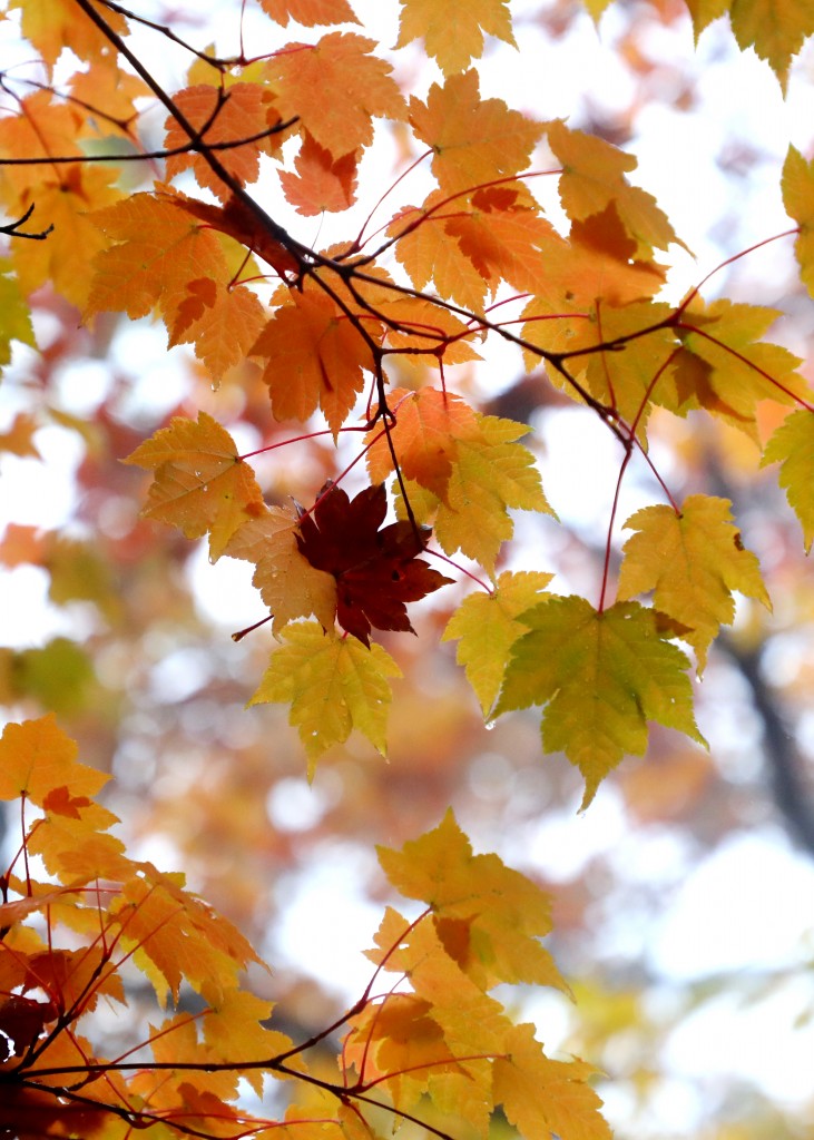가을과 겨울이 공존