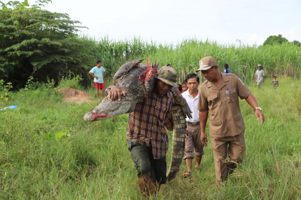 시엠립 악어탈출 (2)