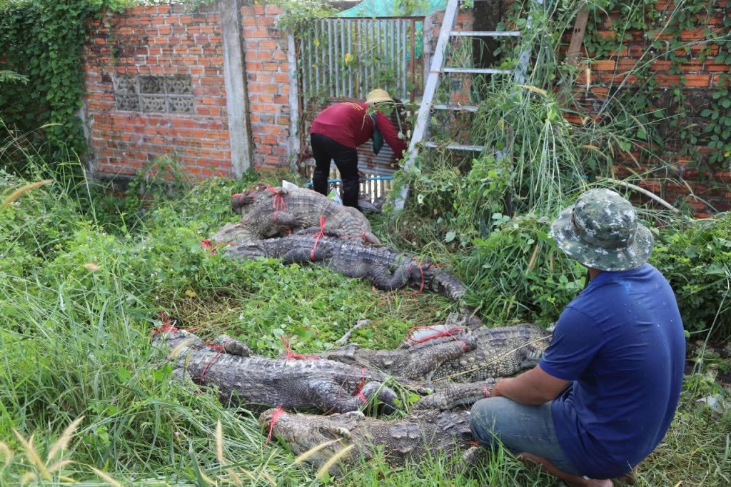 시엠립 악어탈출 (3)