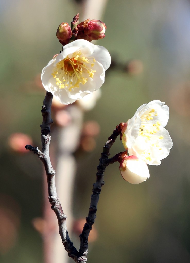 봄소식 전하는 매화