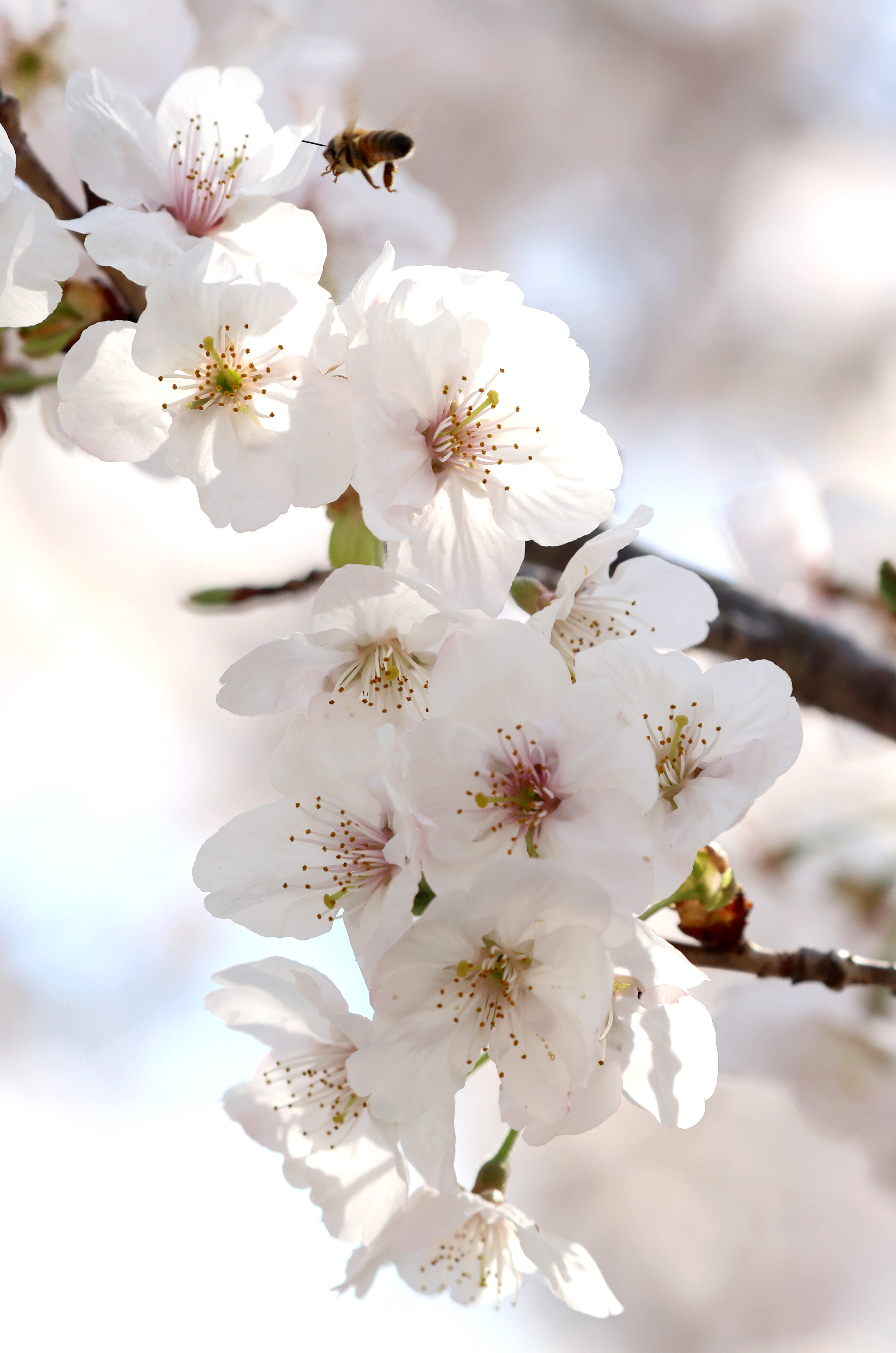 벚꽃과 꿀벌