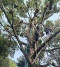 Rising temperatures are affecting durian cultivation in Cambodia. Photo provided_1777862854